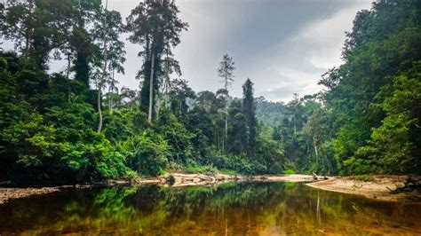  Taman Negara: Descubra a Selva Mais Antiga da Terra!